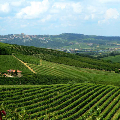 Das historische Barbaresco Asili Cru