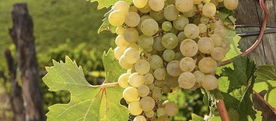 Piedmont grape variety: Timorasso