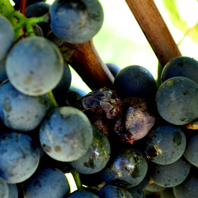 <transcy>Italy: the land of the great variety of native grape varieties</transcy>
