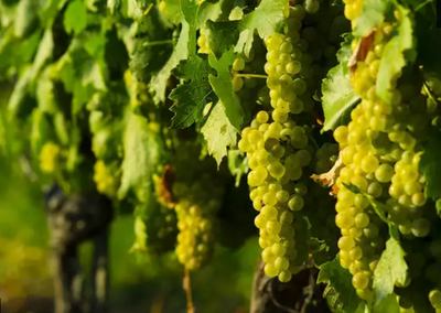 Piedmont Grape Varieties: Moscato Bianco