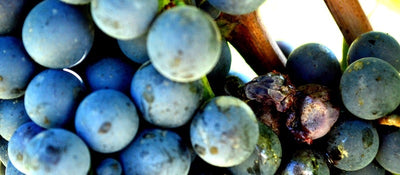 Die Unterschiede zwischen Barolo & Barbaresco Weinen